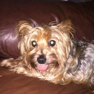 Meet your Posher, Brad